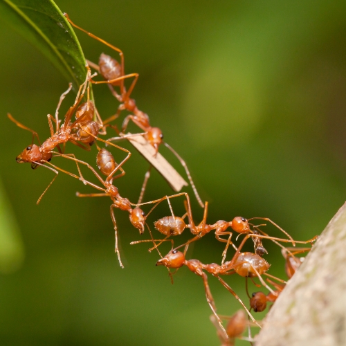 INAMA ANTS TEAMWORK Team Development